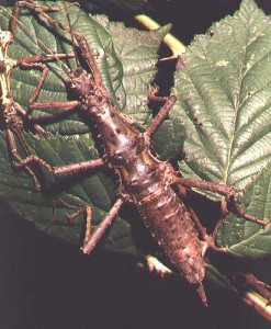 PSG 118 Aretaon asperrimus ad female2